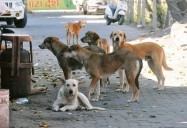 SC to pass order in stray dogs case on Nov 7