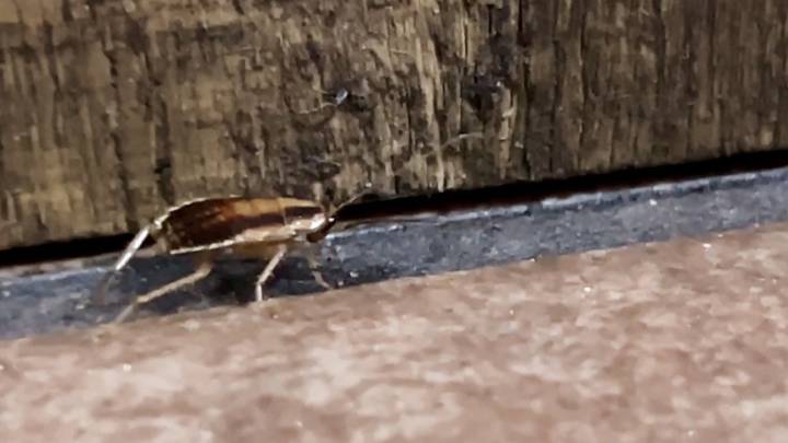 Live roach caught on KSAT cameras at NW Side restaurant ordered to shut down for infestation
