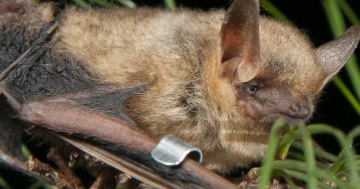 Biologists race to rescue bat populations from deadly white