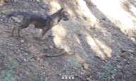 Detectada por primera vez en el último siglo una manada de lobos con cachorros en Cataluña