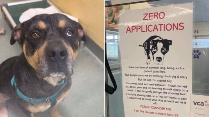 Florida Staff Heartbroken After Learning The Reason This Dog Didn’t Get A Single Adoption Application