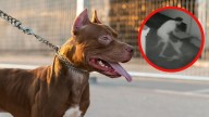 Hombre es sorprendido por un perro callejero mientras hablaba por teléfono y lo muerde brutalmente de la pierna
