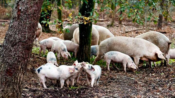 La peste porcina africana consolida la tormenta perfecta del ganadero español