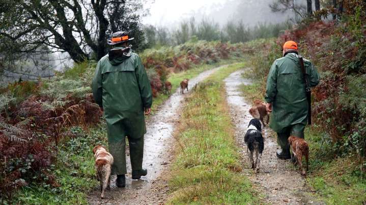 Una sentencia pionera abre la puerta a cazadores asturianos para reclamar daños de lobos a sus perros
