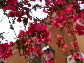 Cómo usar bicarbonato de sodio y vinagre para cuidar una planta de buganvilla y que se llene flores