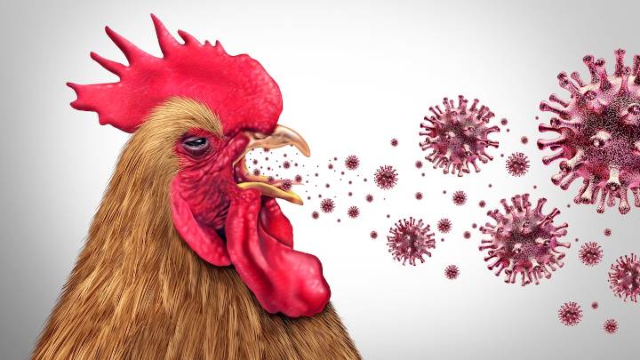 Primer caso humano de gripe aviar H5N5 en Estados Unidos: ¿qué se sabe de la cepa detectada en un paciente?