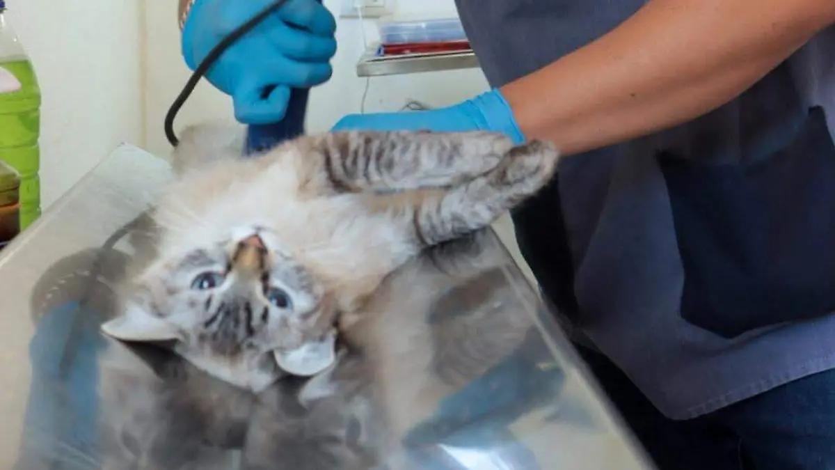 Hospital de Mascotas León 450 ha realizado casi 400 cirugías en cuatro meses de actividades