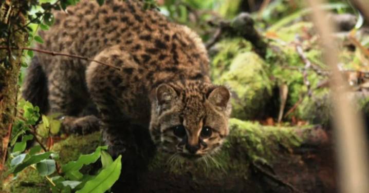 La güiña: el felino salvaje más pequeño de América está menos amenazado, pero sigue en riesgo