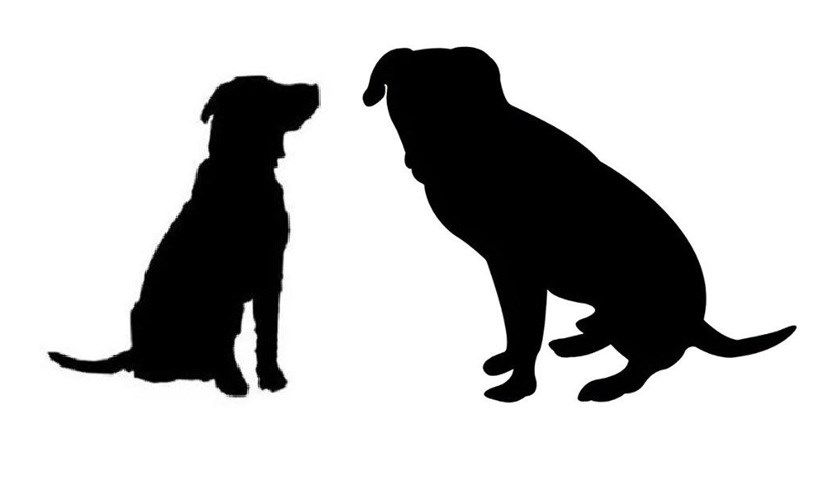 Police seek person who threw dogs from vehicle in Mercer County