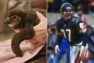 Chicago Zoo Named Its New Baby Penguin After Famed Former Chicago Bears Wide Receiver