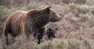 Bear essentials: What's the value of a Yellowstone bruin? New study provides estimate