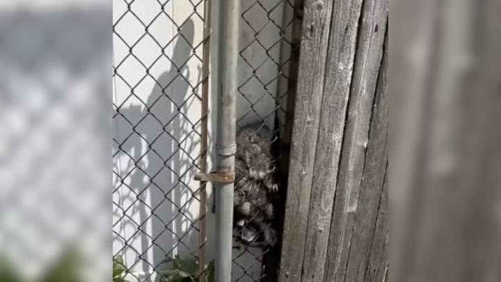 New York Woman Hears Terrifying Screams At Dawn And Is Stunned By Who She Finds Outside