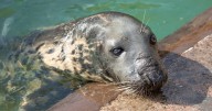 Oldest gray seal cared by humans dies at 51