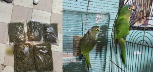 Aseguran droga y animales exóticos tras cateo en la GAM