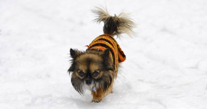 Vet settles debate whether dogs need coats in cold weather in video
