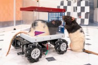 I’m a neuroscientist who taught rats to drive − their joy suggests how anticipating fun can enrich human life