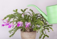 How to Care for a Christmas Cactus So It Blooms Brightly Every Year