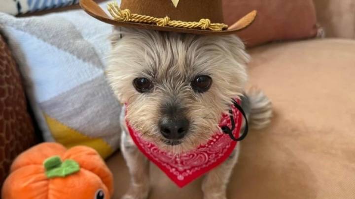 Perro muere tras ser atacado por otros tres en Antioch – Telemundo Area de la Bahía 48