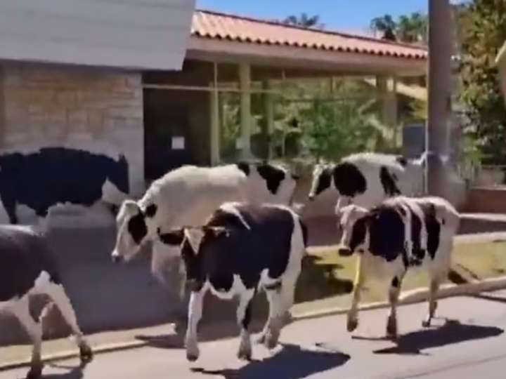 Un camión jaula se quedó sin frenos, chocó y volcó: 23 vacas escaparon corriendo por la calle en Córdoba