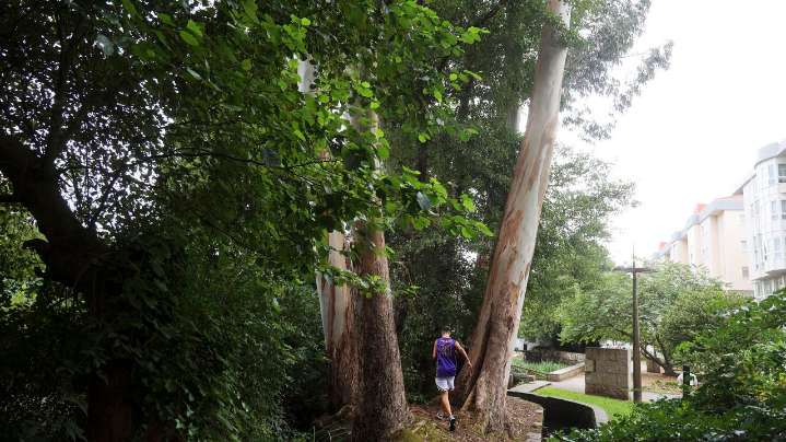 El BNG exige una moratoria indefinida para el eucalipto