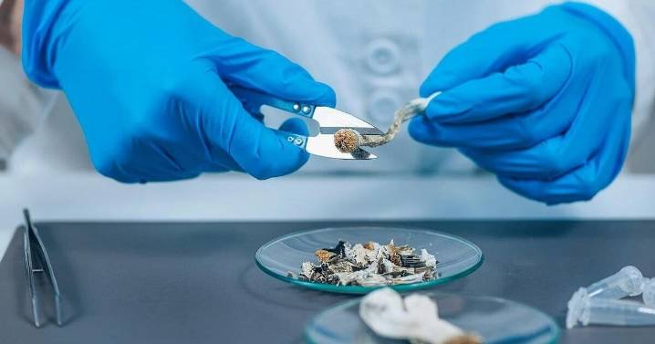 Popularity of Psilocybin, Psychedelics Hasn't Increased ER Visits