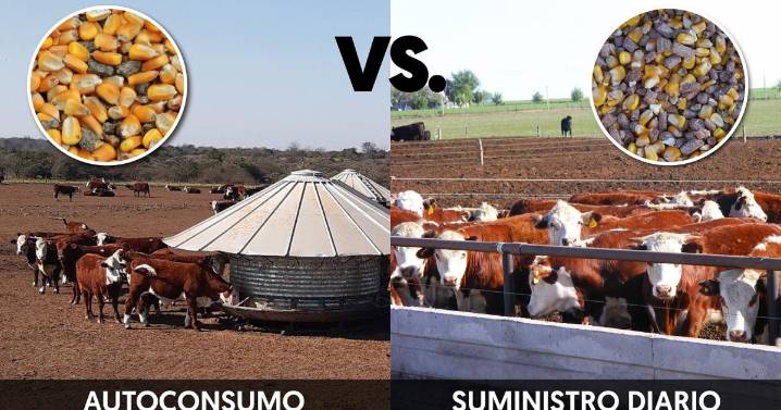 Feedlot: el sistema y la ración más rentables para la terminación a corral
