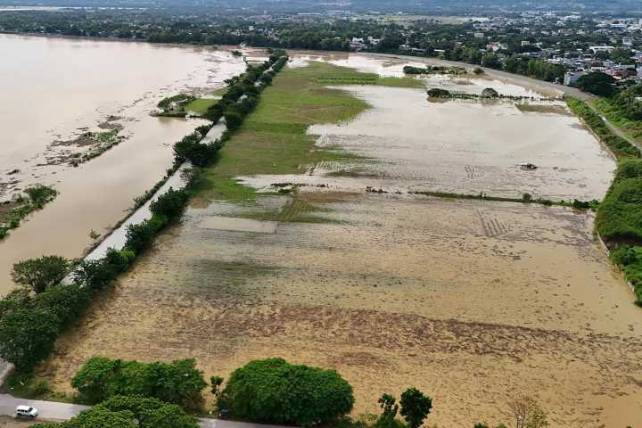 Extreme flooding has led to significant decreases of this important food staple