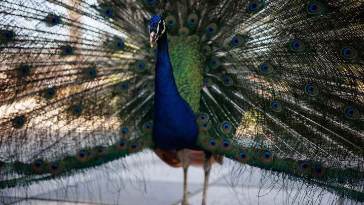 Registrado un caso de gripe aviar en la capital en un pavo de El Retiro