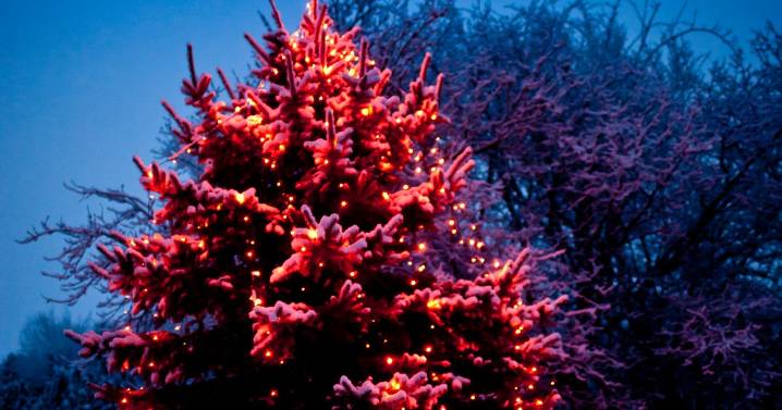 Six festive South West cottages perfect for a seasonal staycation this Christmas