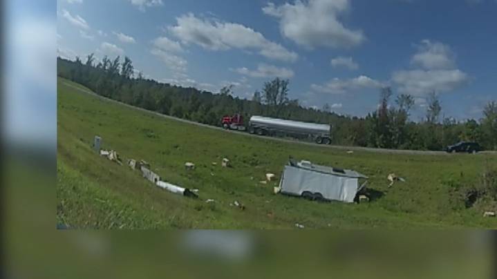 Bodycam video shows deputies’ disbelief after truck carrying monkeys overturns on Mississippi highway