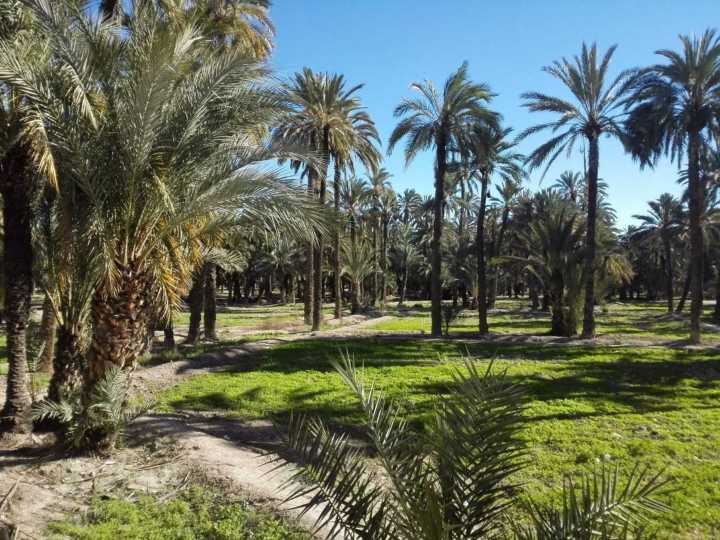 Elche celebra diversas actividades por el XXV aniversario del Palmeral como Patrimonio de la Humanidad