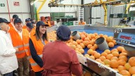 La Región exporta pomelo por valor de 18,8 millones en los ocho primeros meses del año