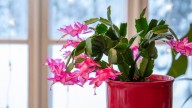 The Best Way To Propagate A Thanksgiving Cactus For An Endless Supply Of Free Plants