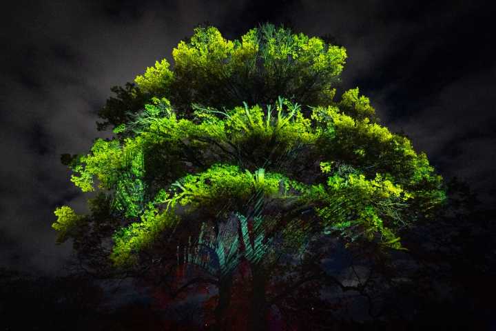 Lightscape returns to shine at Brooklyn Botanic Garden