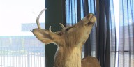 As firearm hunting season approaches, experts advise practicing deer stand safety