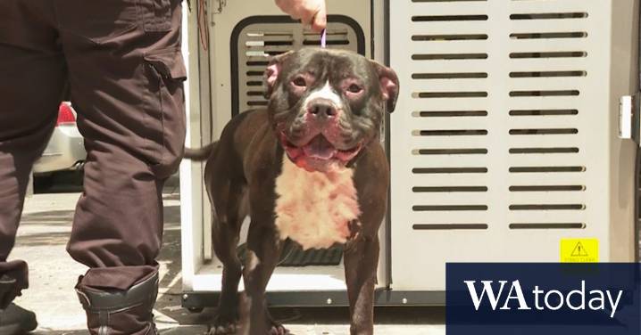 Man critical after being mauled by dog in Sydney apartment