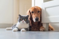 Territorios y convivencia: claves para enseñar a tu perro y gato a respetarse mutuamente