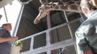 Fresno Chaffee Zoo giraffe 'Baba' passes away