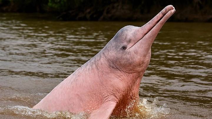 Los delfines rosas del Amazonas: leyendas, curiosidades y dónde verlos