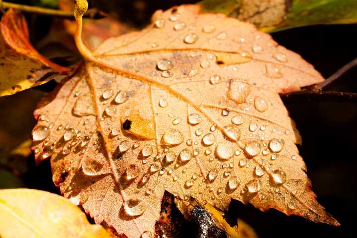 Rain on Friday ahead of chilly weekend; forecasters eye Thanksgiving conditions