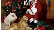 Amarillo SPCA launches Fill the Box, Santa Paws Pictures for holiday cheer