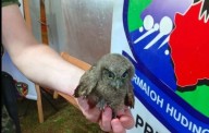 Rescataron en Eldorado a una lechuza que era atacada por jóvenes en la costanera