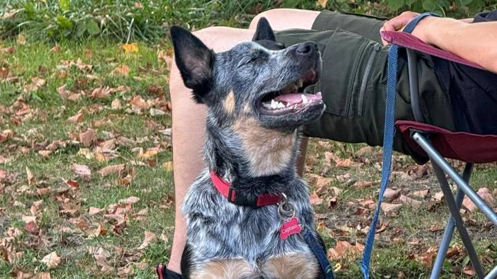 Dog found safe after running from car crash that killed Kalamazoo man