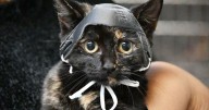 Cat named Noggin gets help for her Noggin