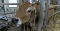 Democratic lawmakers visit Cambridge dairy farm to learn about industry issues