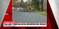 West Springfield downed tree