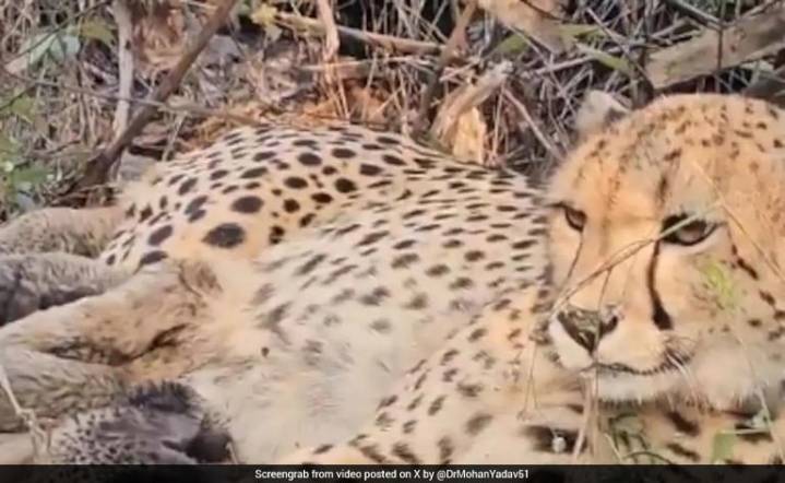 MP: Indian-born Cheetah Mukhi Gives Birth To 5 Cubs At Kuno National Park