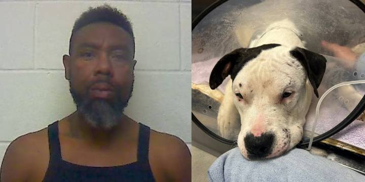 Five more dogs found in Craven County animal cruelty suspect’s home, violating court order