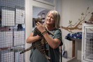 Vancouver cat rescue Furry Friends seeks donations of pet supplies, money