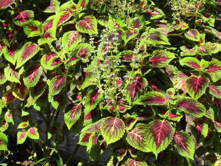 Plant Doctor: To bloom or not to bloom